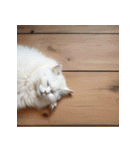 猫ミーム【面白い・表情豊か・日常】（個別スタンプ：5）
