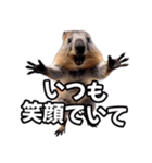 ⚫クオッカワラビー～毎日使えて世界一幸せ（個別スタンプ：3）