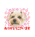 れお（7㌔ヨーキー）（個別スタンプ：1）