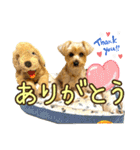 れお（7㌔ヨーキー）（個別スタンプ：2）
