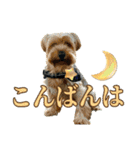 れお（7㌔ヨーキー）（個別スタンプ：15）