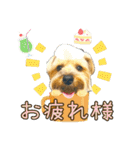 れお（7㌔ヨーキー）（個別スタンプ：17）