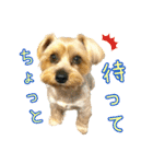 れお（7㌔ヨーキー）（個別スタンプ：21）