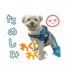 れお（7㌔ヨーキー）（個別スタンプ：23）