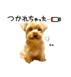 れお（7㌔ヨーキー）（個別スタンプ：25）