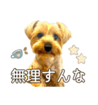 れお（7㌔ヨーキー）（個別スタンプ：27）