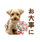 れお（7㌔ヨーキー）（個別スタンプ：28）