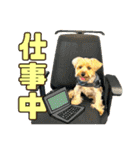 れお（7㌔ヨーキー）（個別スタンプ：30）