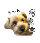 れお（7㌔ヨーキー）（個別スタンプ：31）