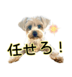 れお（7㌔ヨーキー）（個別スタンプ：32）