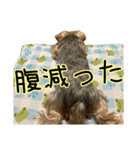 れお（7㌔ヨーキー）（個別スタンプ：33）