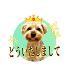 れお（7㌔ヨーキー）（個別スタンプ：37）