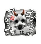 れお（7㌔ヨーキー）（個別スタンプ：38）