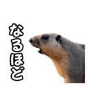 ⚫ボバクマーモット2⭐32匹セット（個別スタンプ：14）