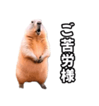 ⚫ボバクマーモット2⭐32匹セット（個別スタンプ：22）