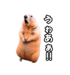 ⚫ボバクマーモット2⭐32匹セット（個別スタンプ：23）