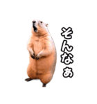 ⚫ボバクマーモット2⭐32匹セット（個別スタンプ：24）