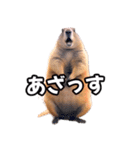 ⚫ボバクマーモット2⭐32匹セット（個別スタンプ：26）