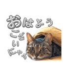 キジトラの麦ちゃん（個別スタンプ：1）