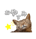 キジトラの麦ちゃん（個別スタンプ：2）