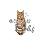 キジトラの麦ちゃん（個別スタンプ：6）