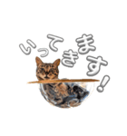 キジトラの麦ちゃん（個別スタンプ：9）