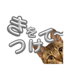 キジトラの麦ちゃん（個別スタンプ：10）
