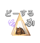 キジトラの麦ちゃん（個別スタンプ：11）