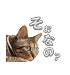 キジトラの麦ちゃん（個別スタンプ：12）