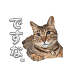 キジトラの麦ちゃん（個別スタンプ：15）