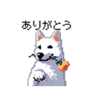 ドット絵 シベリアンハスキー 白 40種 日常（個別スタンプ：3）