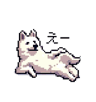 ドット絵 シベリアンハスキー 白 40種 日常（個別スタンプ：21）