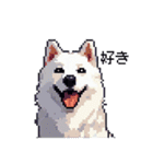 ドット絵 シベリアンハスキー 白 40種 日常（個別スタンプ：22）