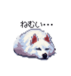 ドット絵 シベリアンハスキー 白 40種 日常（個別スタンプ：24）