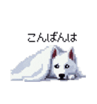 ドット絵 シベリアンハスキー 白 40種 日常（個別スタンプ：25）