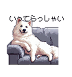 ドット絵 シベリアンハスキー 白 40種 日常（個別スタンプ：26）