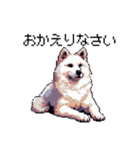 ドット絵 シベリアンハスキー 白 40種 日常（個別スタンプ：28）