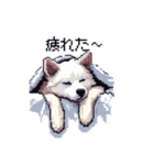 ドット絵 シベリアンハスキー 白 40種 日常（個別スタンプ：29）