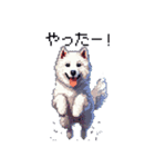 ドット絵 シベリアンハスキー 白 40種 日常（個別スタンプ：31）