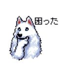 ドット絵 シベリアンハスキー 白 40種 日常（個別スタンプ：33）