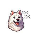 ドット絵 シベリアンハスキー 白 40種 日常（個別スタンプ：36）