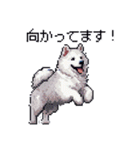 ドット絵 シベリアンハスキー 白 40種 日常（個別スタンプ：38）