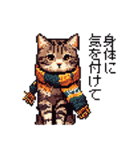 ドット絵 冬のキジトラ 猫 40種 定番（個別スタンプ：23）