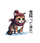 ドット絵 冬のキジトラ 猫 40種 定番（個別スタンプ：34）