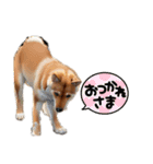 柴犬といっしょ  01（個別スタンプ：3）