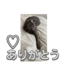 russianblue❤グリの部屋へようこそ（個別スタンプ：2）