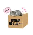 ねこのピノちゃん（個別スタンプ：30）