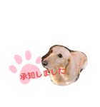 使いやすい敬語☆（個別スタンプ：2）