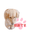 使いやすい敬語☆（個別スタンプ：6）