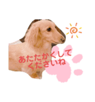 使いやすい敬語☆（個別スタンプ：23）